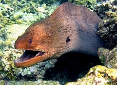 IMG_7574rcc_Maldives_Madoogali_Murene javanaise - Gymnothorax javanicus